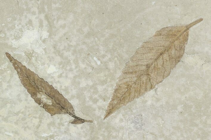 Two Nice Fossil Leaves - Green River Formation, Utah #110384